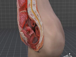 female pelvis 3D Model