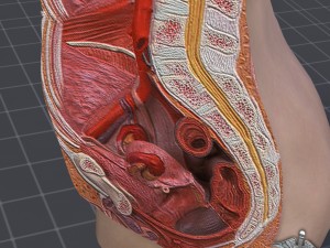 female pelvis Modèle 3D