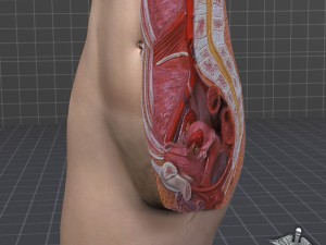 female pelvis Modèle 3D
