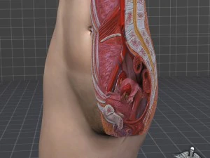 female pelvis 3D Model