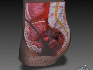 female pelvis Modèle 3D