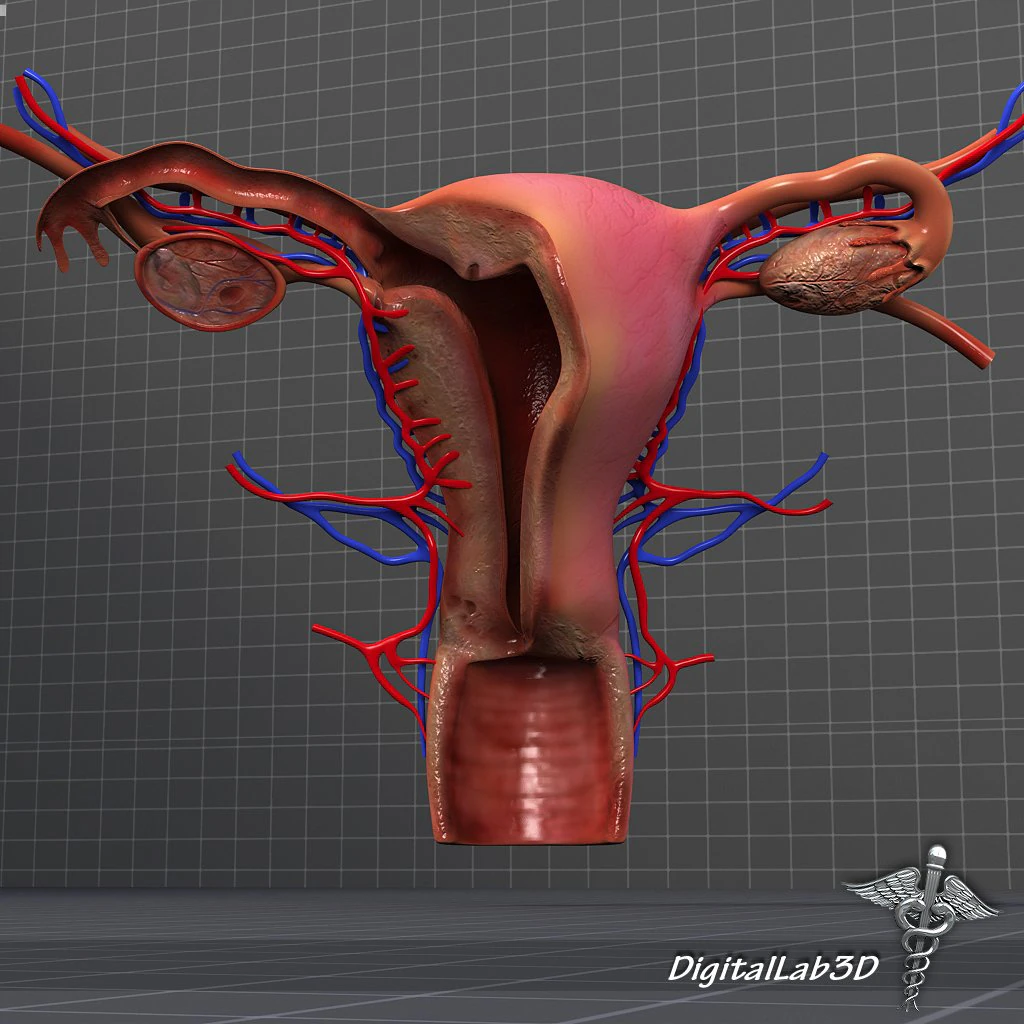 human female reproductive system 3D Model .c4d .max .obj .3ds .fbx .stl .blend