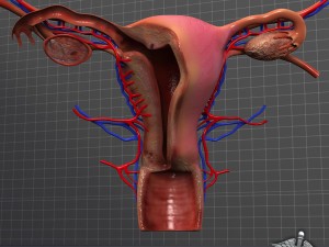 human female reproductive system 3D Model
