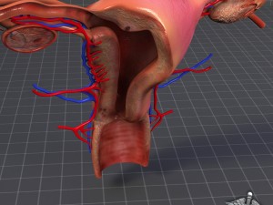 human female reproductive system Modelo 3D