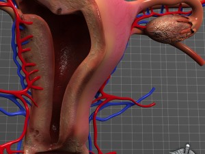 human female reproductive system Modelo 3D