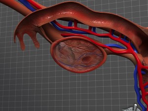human female reproductive system Modelo 3D