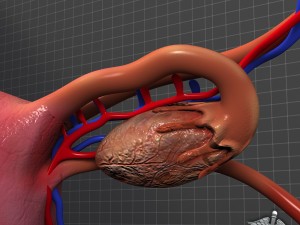 human female reproductive system Modelo 3D