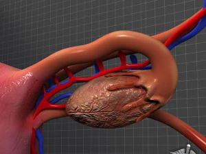 human female reproductive system 3D Model