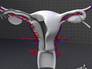 human female reproductive system Modelo 3D