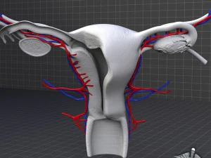 human female reproductive system 3D Model