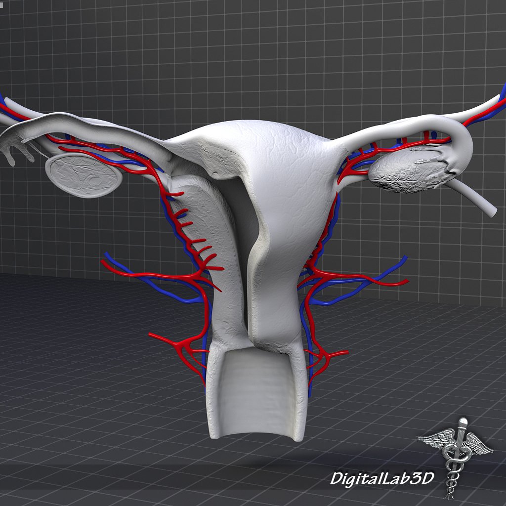 Human Female Reproductive System 3d Model In Anatomy 3dexport