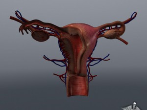 human female reproductive system Modelo 3D