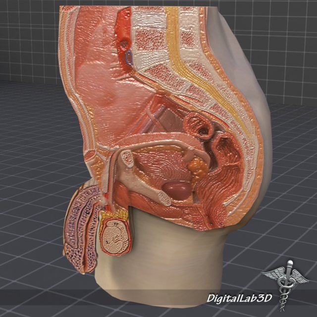 male pelvis Modèle 3D .c4d .max .obj .3ds .fbx .stl .blend 