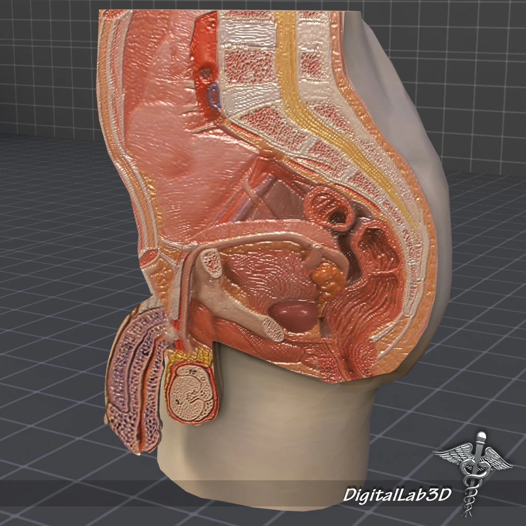male pelvis 3D Model .c4d .max .obj .3ds .fbx .stl .blend 