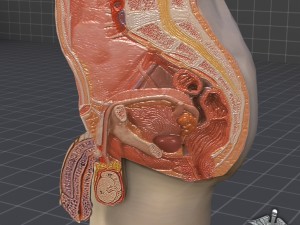 male pelvis 3D Model