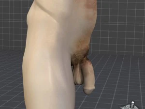 male pelvis 3D Model