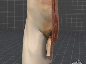 male pelvis 3D Model
