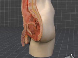 male pelvis 3D Model