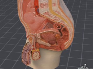 male pelvis Modèle 3D