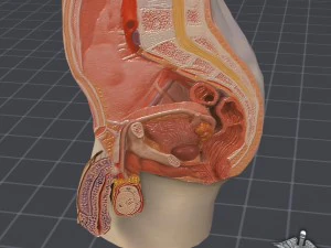 male pelvis 3D Model