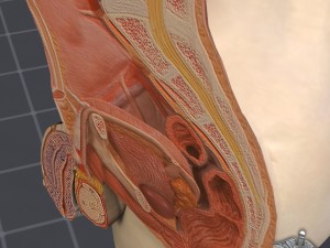 male pelvis Modèle 3D