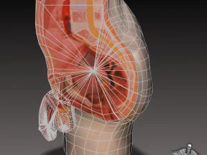 male pelvis 3D Model