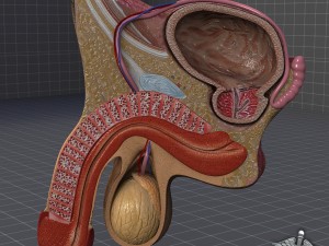 human male genital anatomy 3D Model