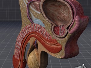 human male genital anatomy Model 3D