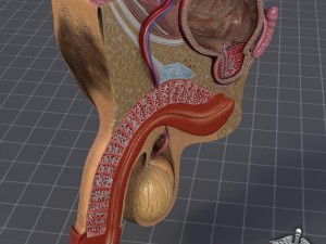 human male genital anatomy Model 3D