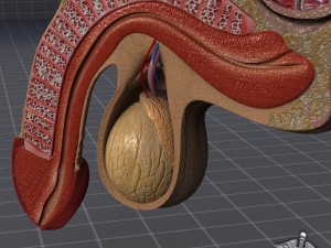 human male genital anatomy Model 3D