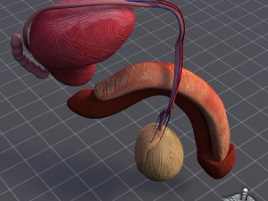 human male genital anatomy Model 3D
