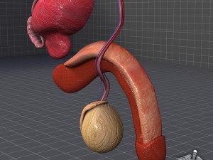 human male genital anatomy Model 3D