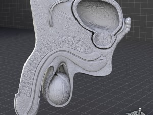 human male genital anatomy Model 3D