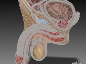 human male genital anatomy Model 3D