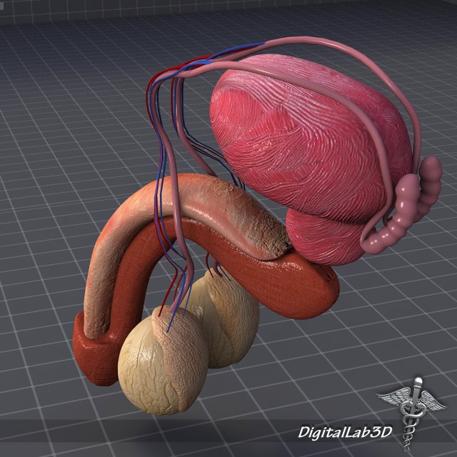 human male reproductive anatomy Modelo 3D .c4d .max .obj .3ds .fbx .stl .blend 