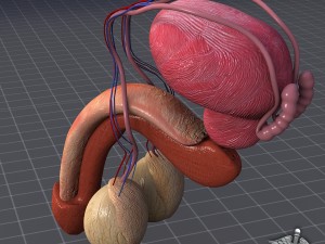 human male reproductive anatomy 3Dモデル