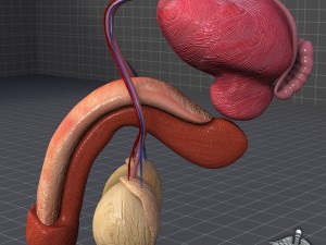 human male reproductive anatomy Modelo 3D