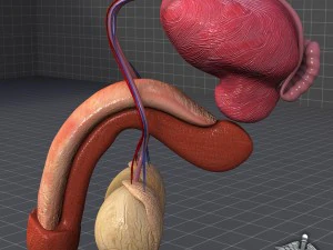 anatomia reprodutiva masculina humana Modelo 3D