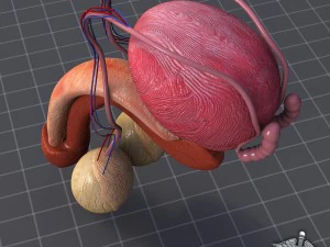 anatomia reprodutiva masculina humana Modelo 3D