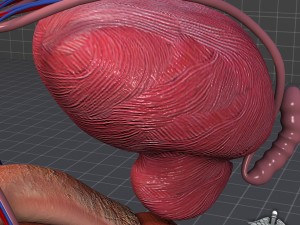 human male reproductive anatomy Modelo 3D