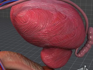 anatomia reprodutiva masculina humana Modelo 3D