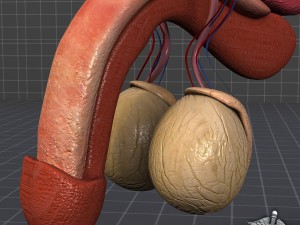 human male reproductive anatomy Modelo 3D