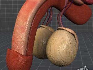 anatomia reprodutiva masculina humana Modelo 3D