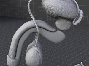 human male reproductive anatomy Modelo 3D