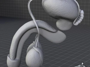 anatomia reprodutiva masculina humana Modelo 3D