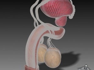 human male reproductive anatomy Modelo 3D