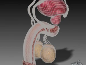 anatomia reprodutiva masculina humana Modelo 3D
