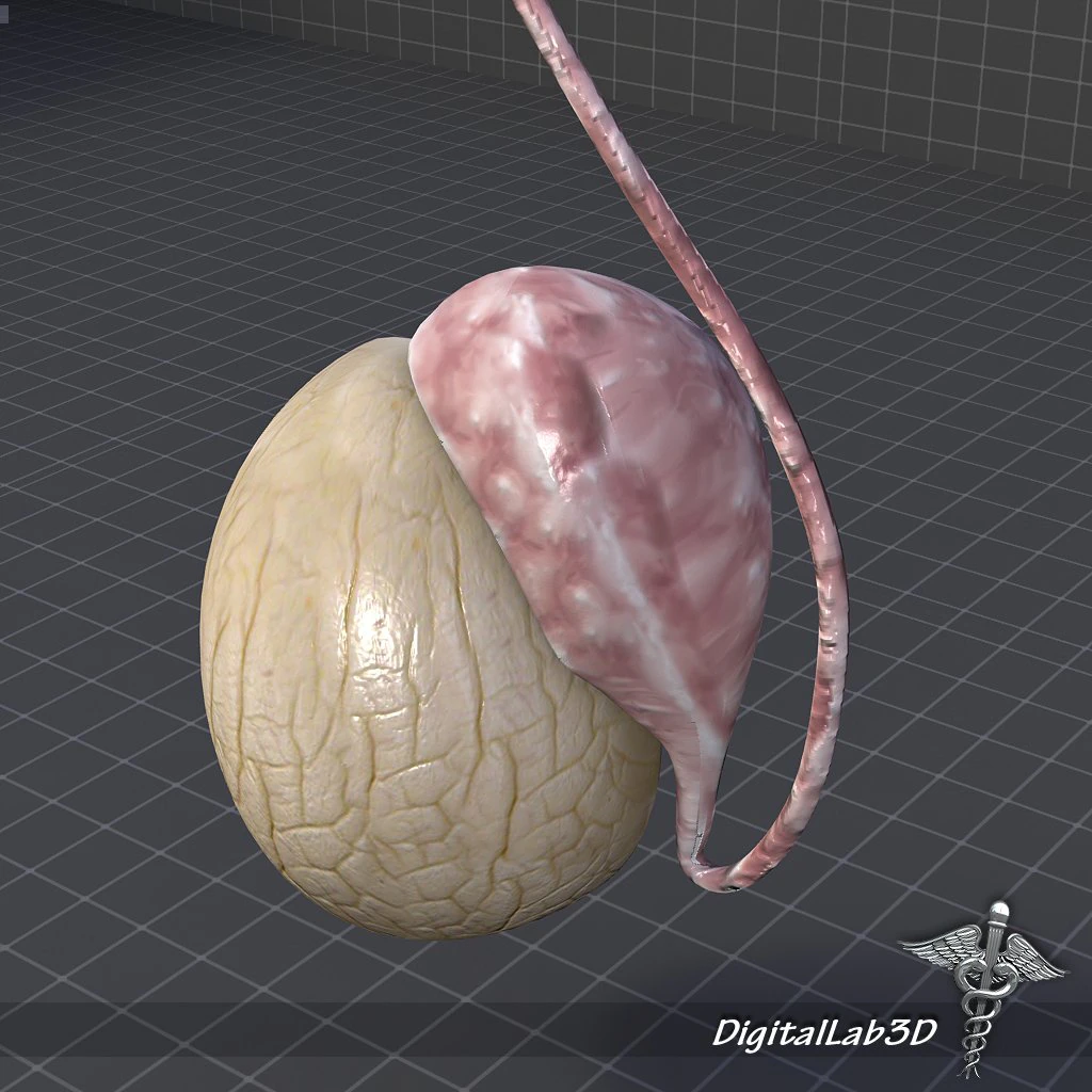 male testis 3D Model .c4d .max .obj .3ds .fbx .stl .blend 