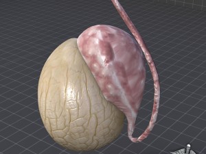 male testis 3D मॉडल