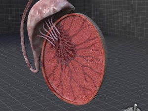 male testis Modelo 3D